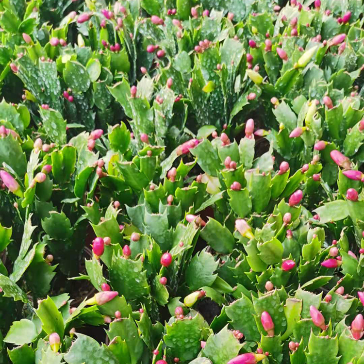 蟹爪莲 附生肉质植物 森灏花卉基地培育
