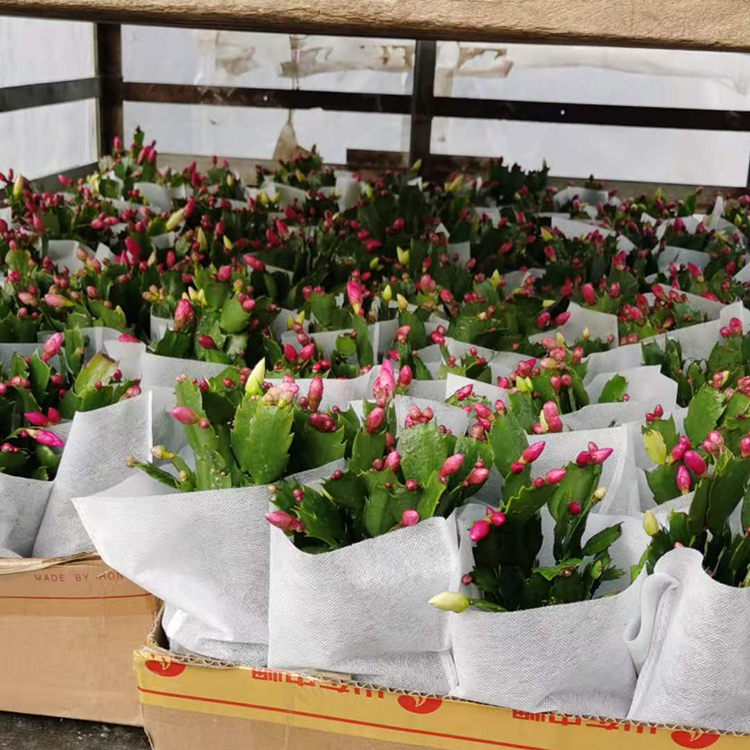 蟹爪兰(莲) 仙人掌 室内桌面观叶观花绿植盆栽