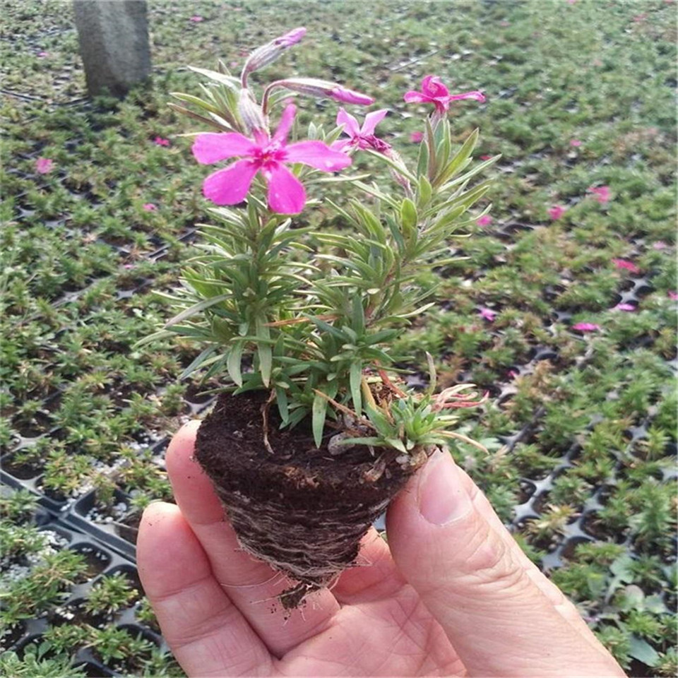 铺地花海丛生福禄考 针叶福禄考花苗 适合大片栽植的多年生耐寒花卉