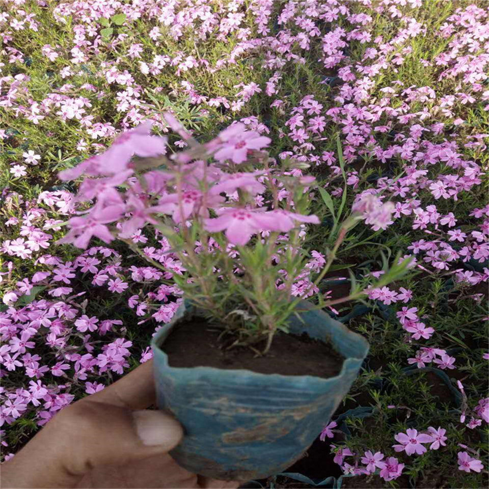 白色丛生福禄考盆苗 芝樱花育苗基地 耐热花卉品种针叶福禄考图片