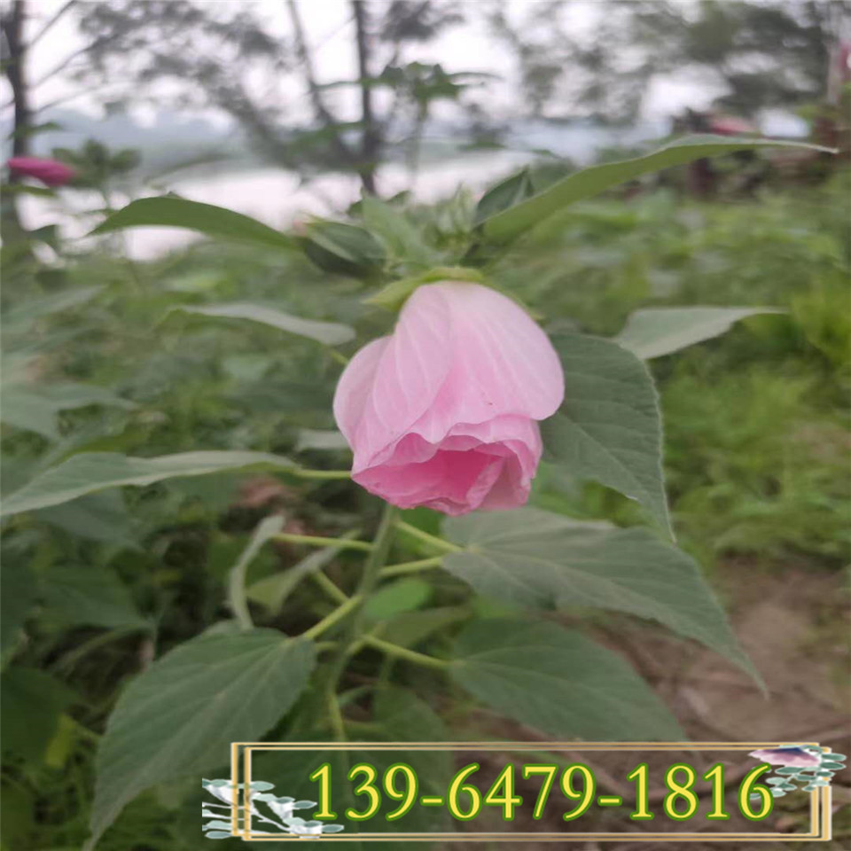 耐干旱大花秋葵种子 草芙蓉葵花苗批发 公园绿化工程苗