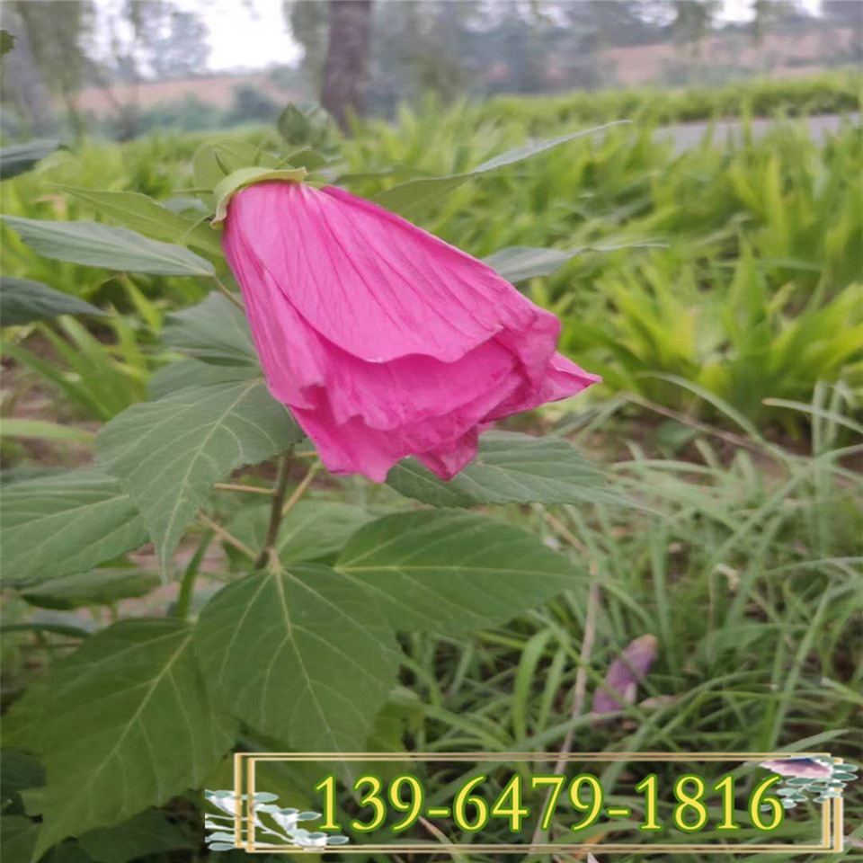耐盐碱大花秋葵营养钵苗 大量批发芙蓉葵花苗 绿化园林用草花