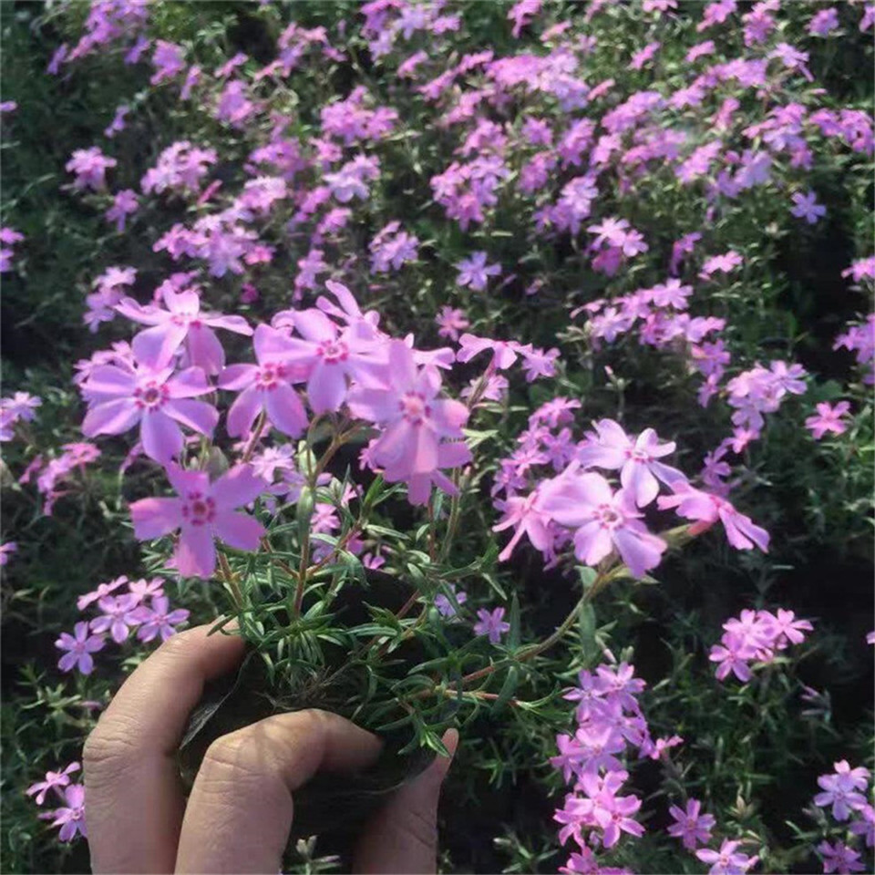 兰色针叶福禄考营养钵苗 蓝色丛生福禄考杯苗 青州花卉现货供应