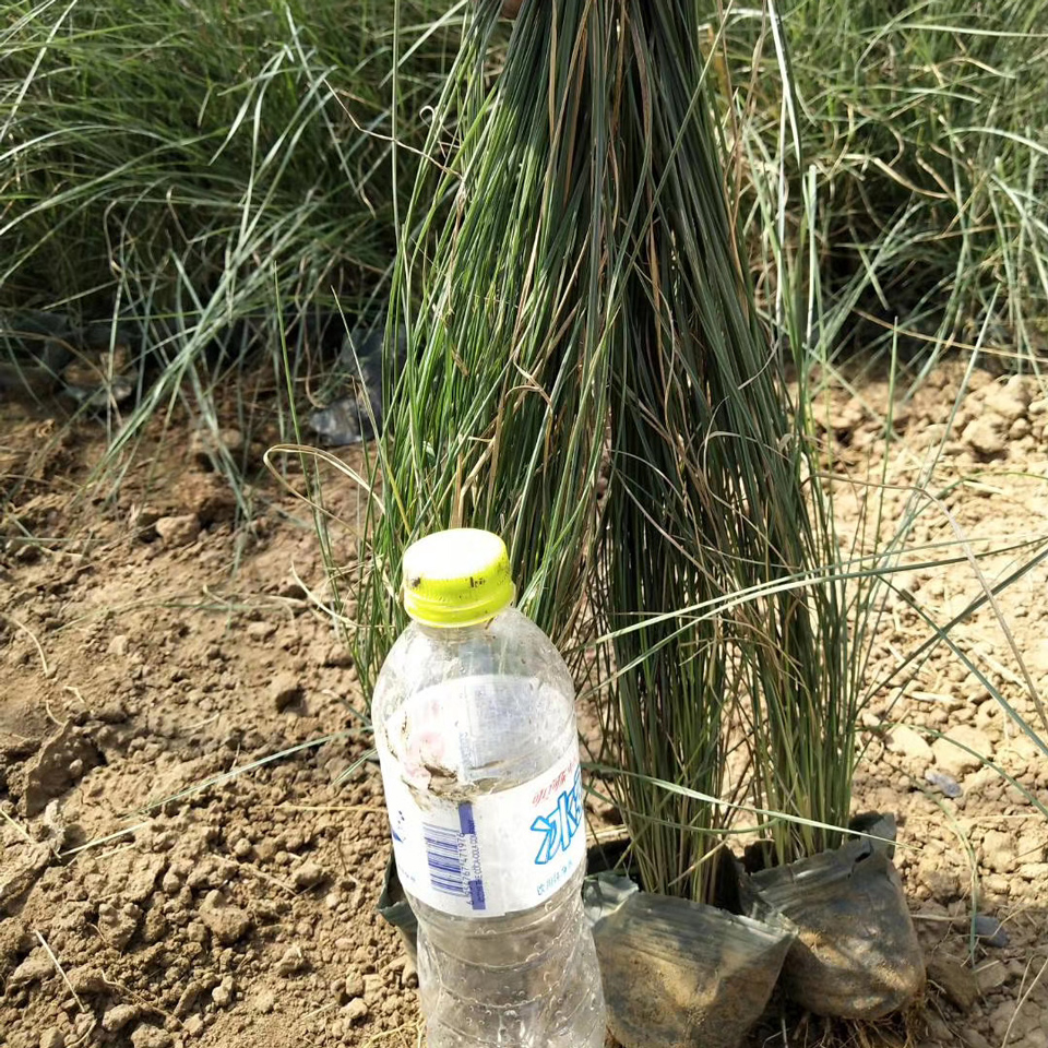粉黛乱子草花苗 粉黛乱子草花苗供应 河南粉黛乱子草花苗