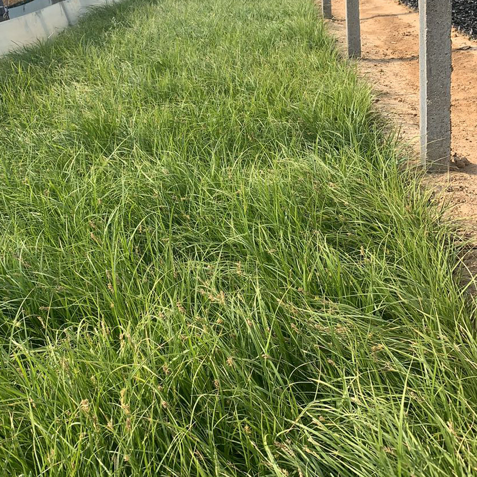 青绿苔草小苗 出售青绿苔草小苗 青绿苔草小苗基地