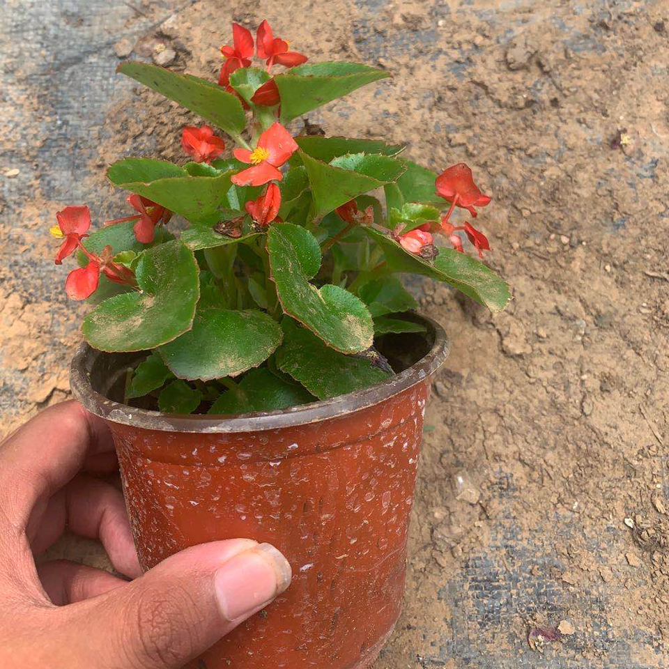 旭腾  四季海棠批发  花朵繁密，色系丰富