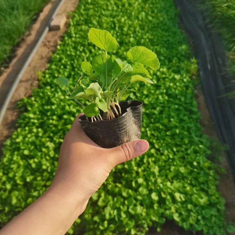 二月兰小苗批发  开春发货   诸葛菜