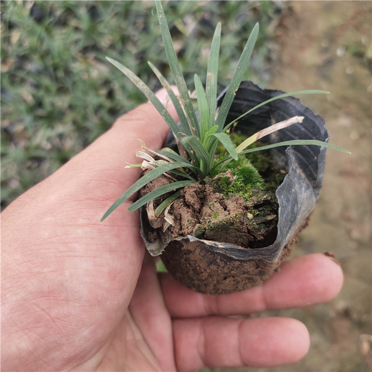 地被绿化 玉龙草 山东观赏草 日本矮麦冬基地
