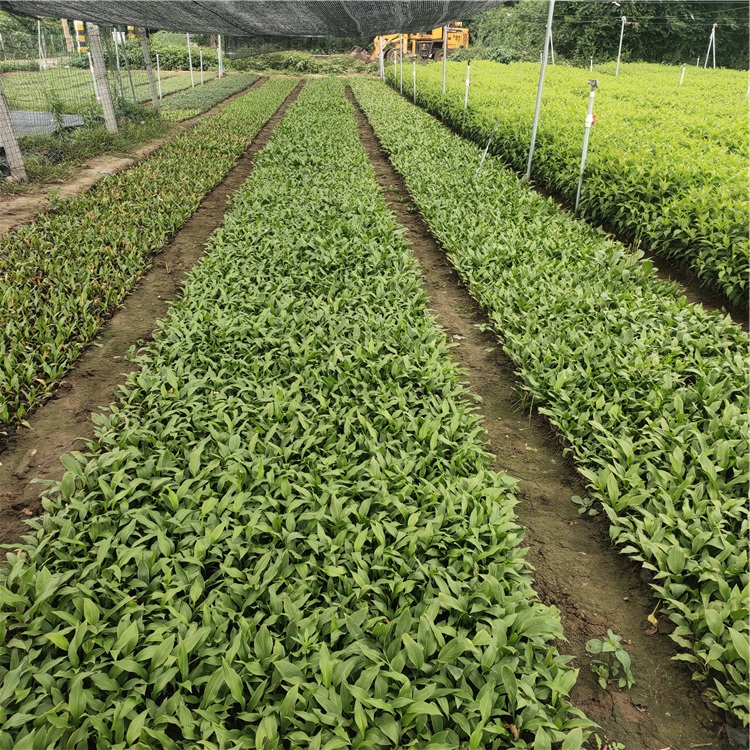 宿根花卉玉簪 青州花卉苗木 玉簪价格 绿化工程用苗
