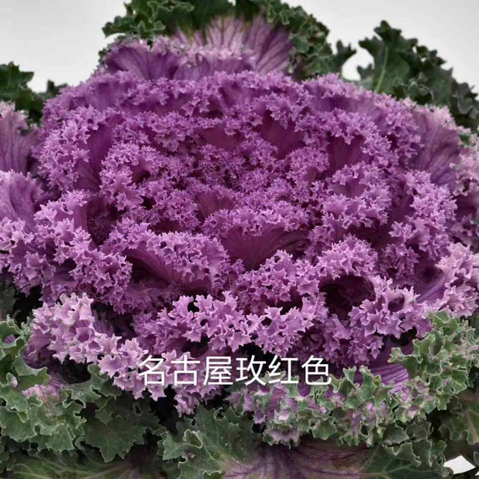 基地发售羽衣甘蓝 羽衣甘蓝批发商 欢迎实地考察