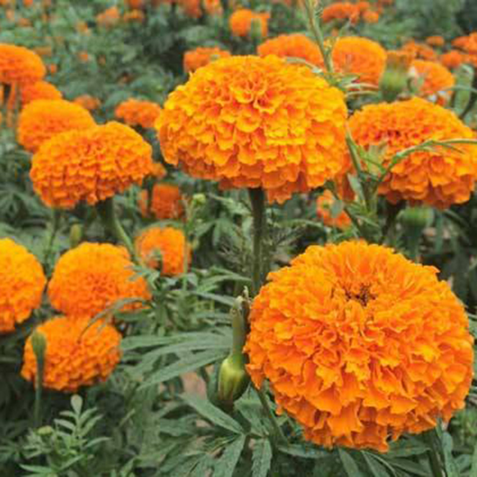 批发销售万寿菊 万寿菊小苗 价格从优