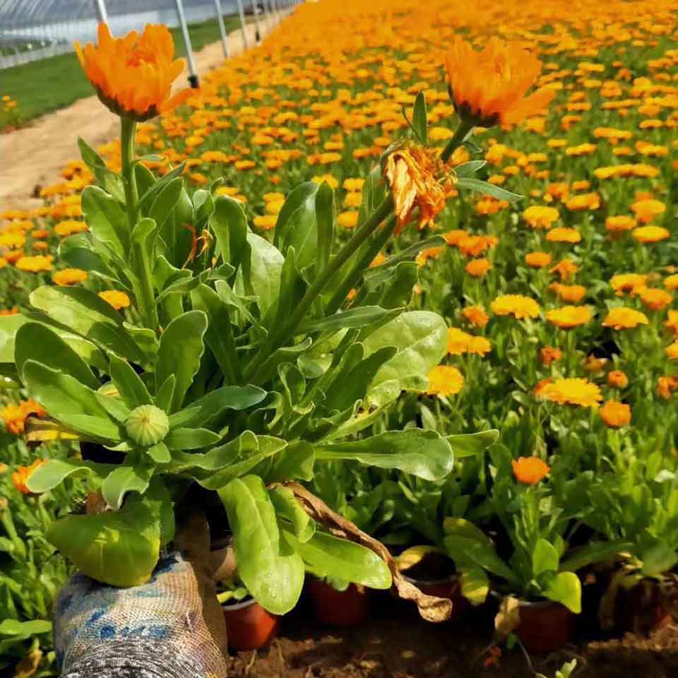 基地直销金盏菊 金盏菊供应商 电话询价