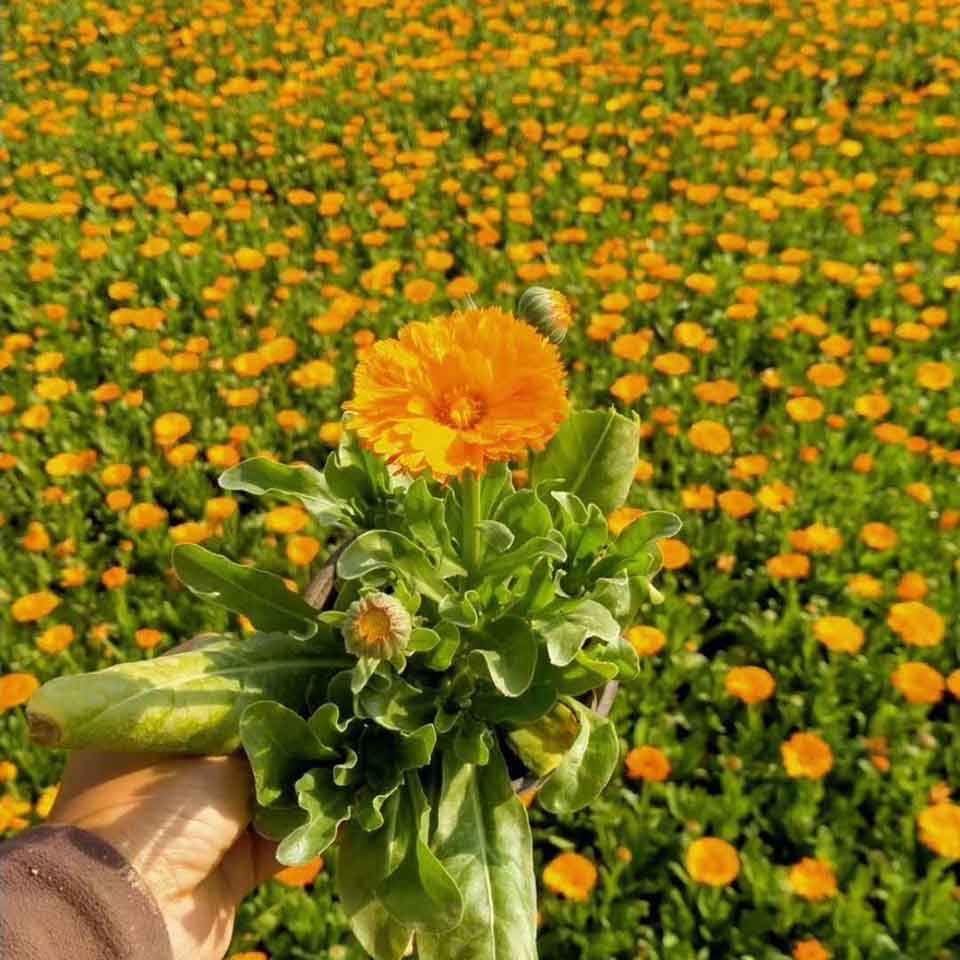 大量批发金盏菊 金盏菊价格 详情电询