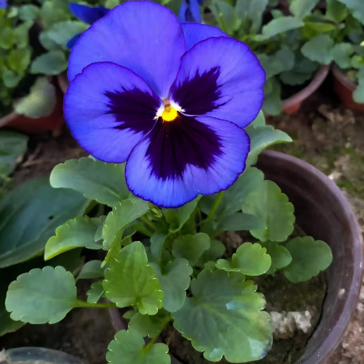 三色堇种子出售 三色堇小苗出售 三色堇种植厂家  夏杰花卉基地