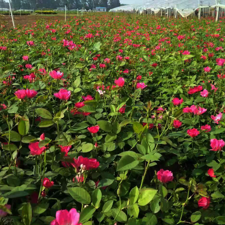 丰花月季花苗批发 夏杰花卉 丰 花月季出售