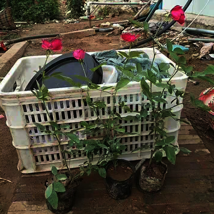 丰花月季出售  丰花月季小苗批发 丰花月季种植户 夏杰花卉基地