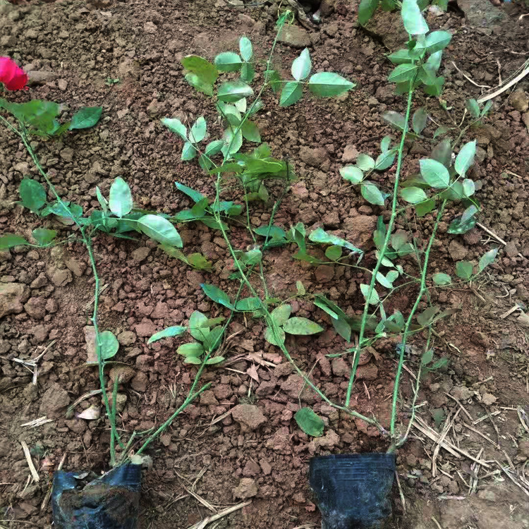 丰花月季价格 丰花月季花期 丰花月季种植厂家 夏杰花卉基地