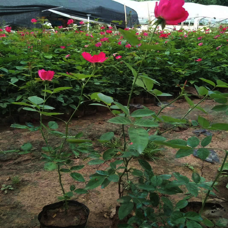 山东丰花月季批发  丰花月季品种 丰花月季采购 夏杰花卉基地