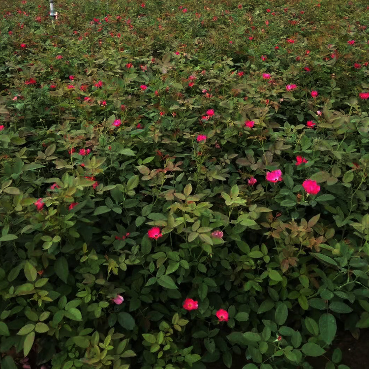 青州丰花月季价格  丰花月季品种 丰花月季出售 夏杰花卉基地