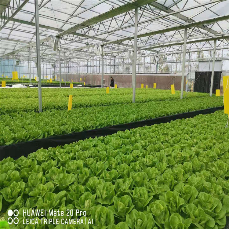 自动化种植系统 以色列潮汐叶菜种植系统 水肥一体 无土栽培 电话询价