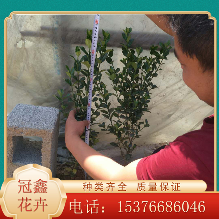 优良大叶黄杨 大叶黄杨报价 大叶黄杨冠鑫种植