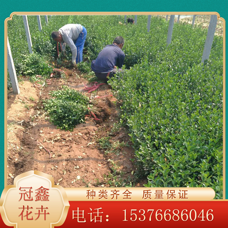 冬青基地 冬青苗圃直供