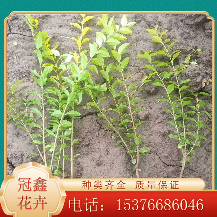用于小庭院装饰 山东 青州金叶女贞小苗批发基地 冠鑫