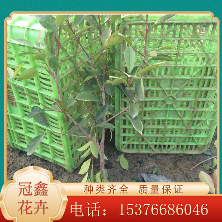 红叶石楠_绿化用常绿灌木小苗 