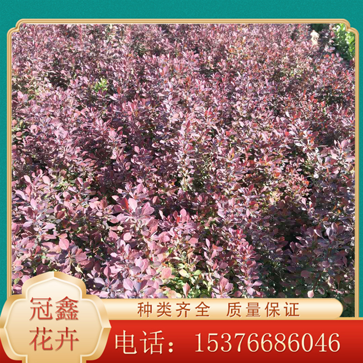 直销红叶小檗 红叶小檗种植基地 潍坊青州红叶小檗