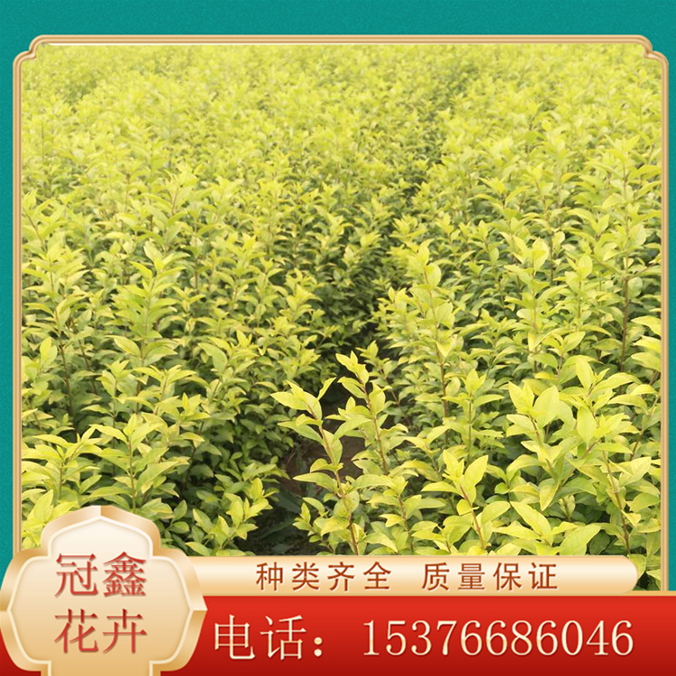 金叶女贞苗圃直销 金叶女贞量大优惠
