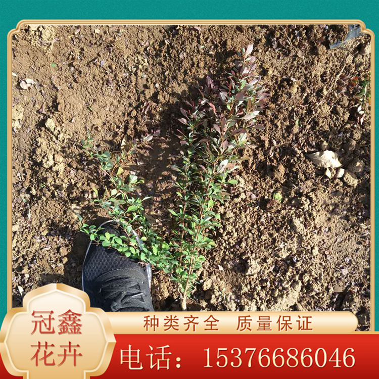 冠鑫红叶小檗价格 恭请来电咨询 红叶小檗基地大量培育
