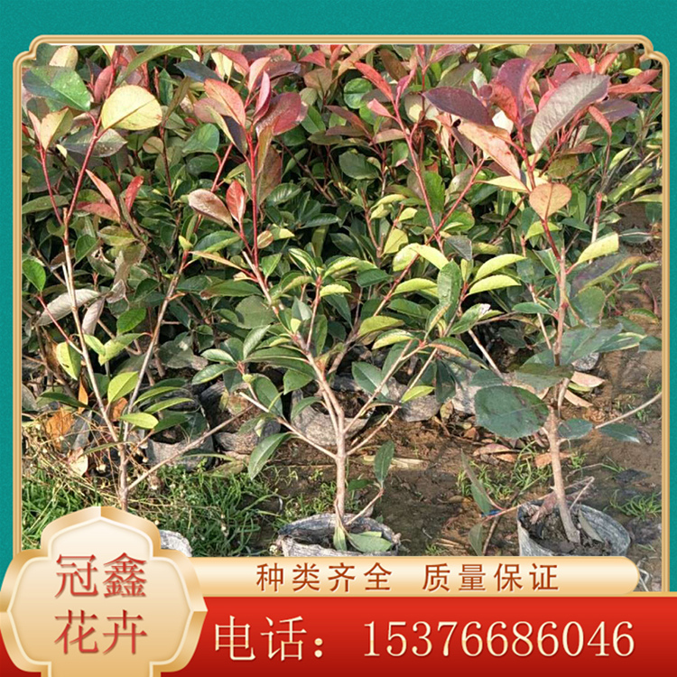 常绿小乔木或灌木 红叶石楠小苗基地 批发供应 价格优惠