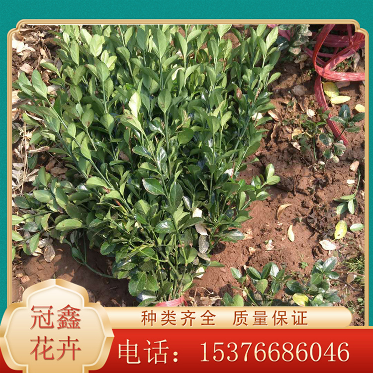 大叶黄杨小苗批发 冬青苗圃直供