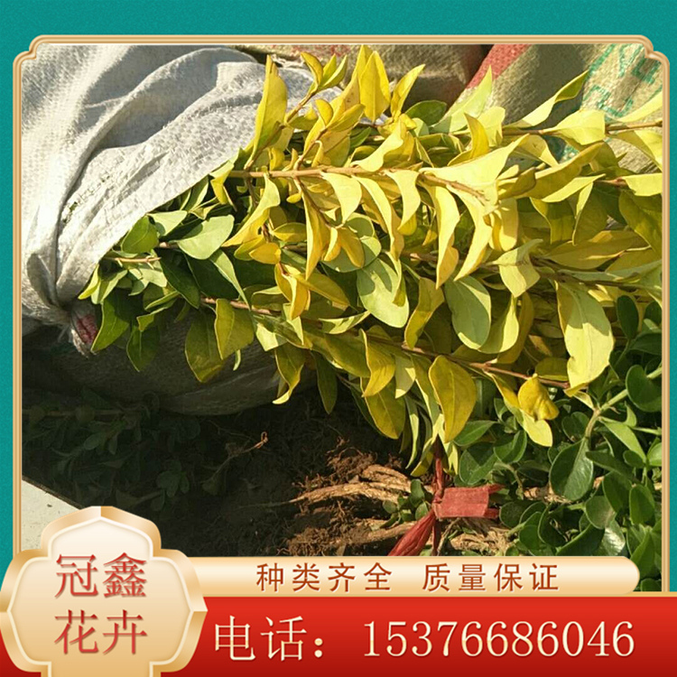 常年供应金叶女贞小苗 工程苗 绿化苗 品种全质量优