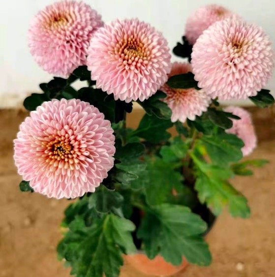 乒乓球菊 基地供应乒乓球菊 乒乓球菊价格