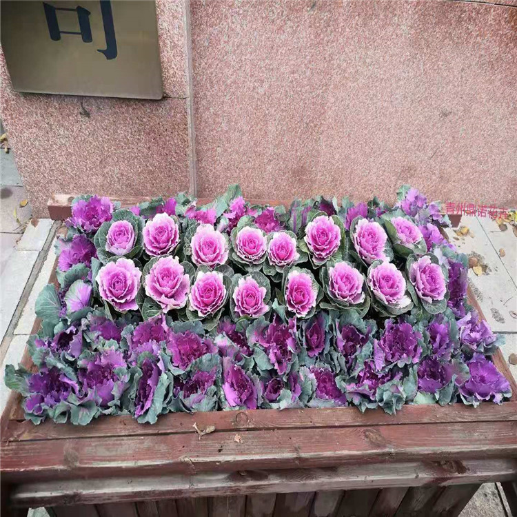 羽衣甘蓝 耐寒羽衣甘蓝 山东青州羽衣甘蓝 江瑞园艺直供
