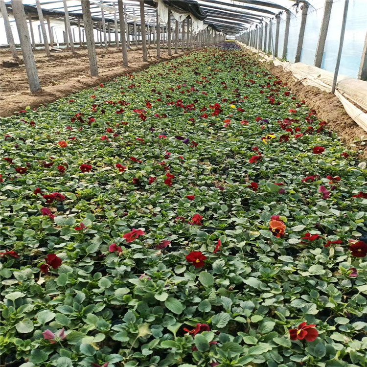 三色堇价格 三色堇出售 三色堇种植基地 江瑞花卉基地