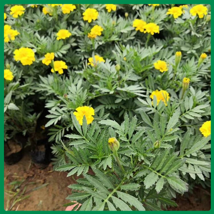 山东孔雀草小苗供应商出售 孔雀草小苗品种优良