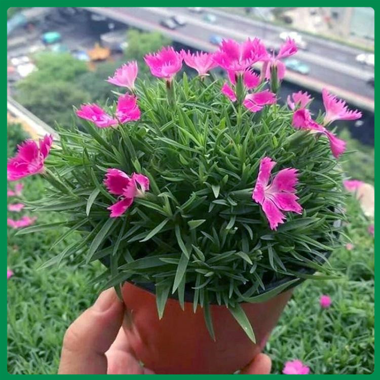 欧石竹观赏小苗 盆栽欧石竹花卉小苗 地被宿根欧石竹价格