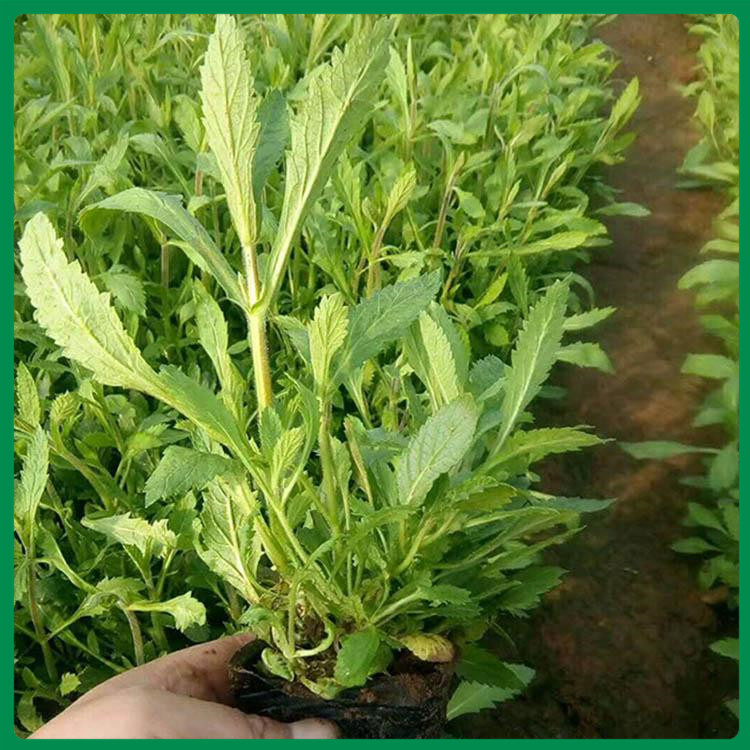 供应马鞭草花苗 马鞭草小苗供应 马鞭草行情