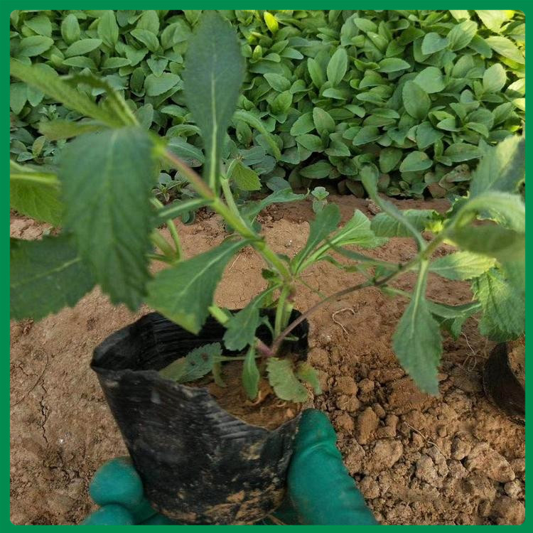 马鞭草批发供应基地 青州诺森 大量供应马鞭草小苗