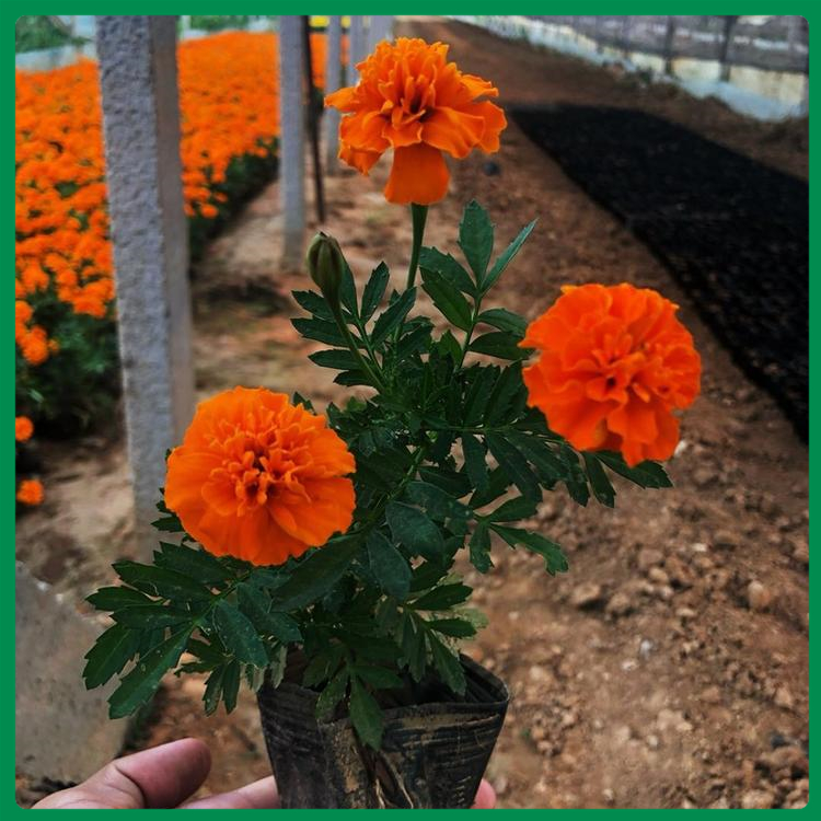 山东节日租摆用孔雀草培育基地出售 节日租摆用孔雀草大量供应