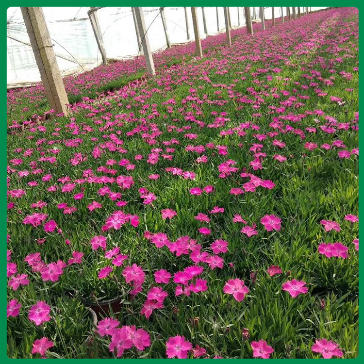 观赏欧石竹小苗 山东诺森花卉观赏欧石竹小苗栽培基地 价格优惠