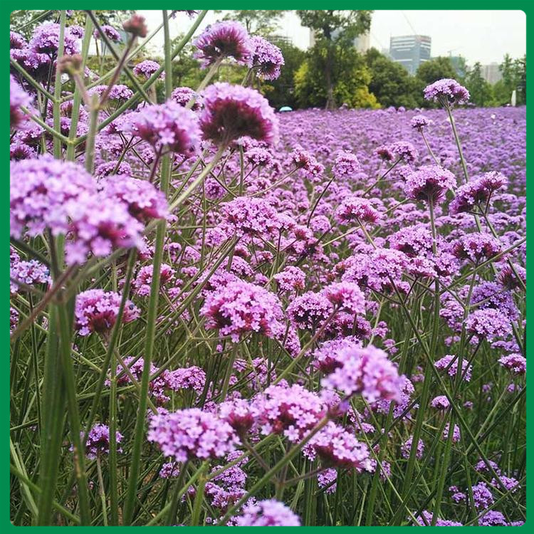 青州种植基地绿化用马鞭草 打造网红花海 马鞭草价格
