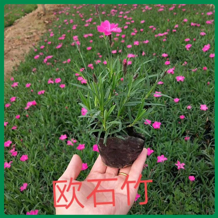 双色盆欧石竹 诺森花卉双色盆欧石竹批发商 绿化植被