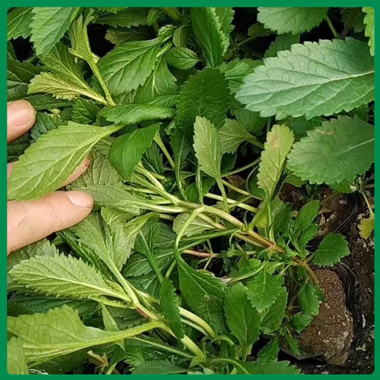 观赏用马鞭草 青州种植基地马鞭草行情 打造网红花海