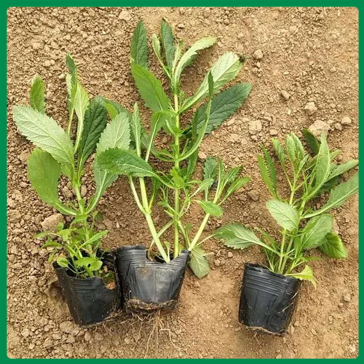 马鞭草 观花宿根小苗 山东青州马鞭草基地
