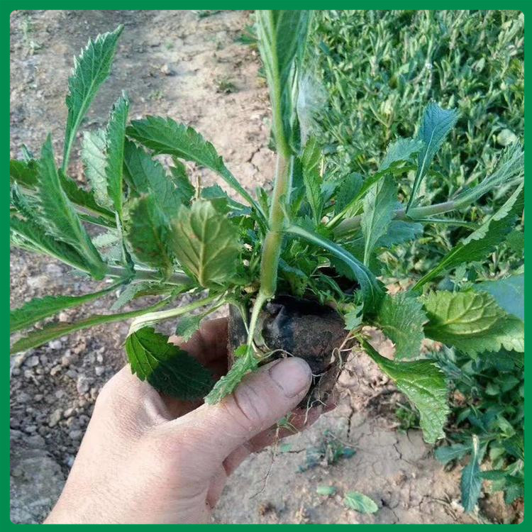 诺森种植基地柳叶马鞭草小苗 观赏价值高 马鞭草行情