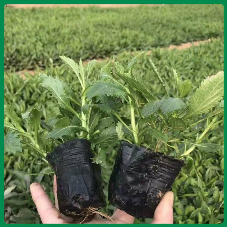 马鞭草杯苗 马鞭草小苗 马鞭草盆栽小苗