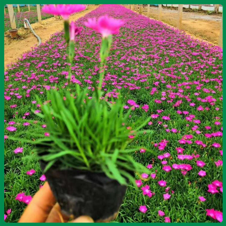 欧石竹 诺森花卉欧石竹栽培基地 价格优惠